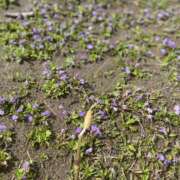 ヒメ日記 2025/04/06 13:48 投稿 みさき モアグループ春日部人妻城