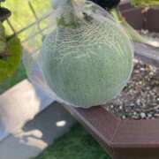 ヒメ日記 2025/08/17 17:27 投稿 みさき モアグループ春日部人妻城