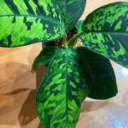 ヒメ日記 2025/10/03 20:06 投稿 みさき モアグループ春日部人妻城