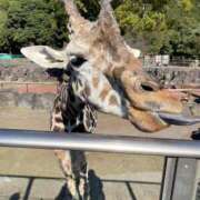 ヒメ日記 2025/11/26 20:03 投稿 みさき モアグループ春日部人妻城