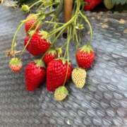 みさき ? モアグループ春日部人妻城