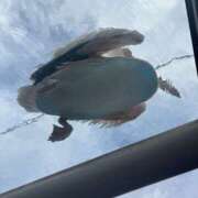 ヒメ日記 2025/07/16 13:32 投稿 ふみか かりんとplus　上野御徒町