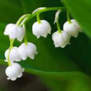 ヒメ日記 2025/03/07 22:45 投稿 こすもす 小岩人妻花壇