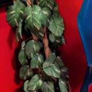 ヒメ日記 2026/03/15 13:11 投稿 こすもす 小岩人妻花壇