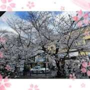 ヒメ日記 2025/04/04 17:37 投稿 ひな 三つ乱本館