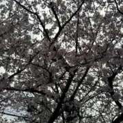 ヒメ日記 2026/03/30 08:47 投稿 あみ 三つ乱本館