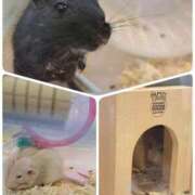 ヒメ日記 2024/12/15 16:42 投稿 みあき マダムン谷九