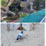 ヒメ日記 2025/12/13 16:15 投稿 みあき マダムン谷九