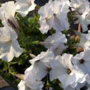 ヒメ日記 2025/04/16 11:36 投稿 藤代まひろ 五十路マダム静岡店（カサブランカG）