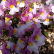 ヒメ日記 2025/06/25 18:18 投稿 藤代まひろ 五十路マダム静岡店（カサブランカG）