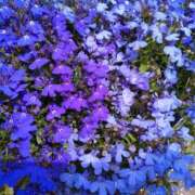 ヒメ日記 2025/08/05 14:56 投稿 藤代まひろ 五十路マダム静岡店（カサブランカG）