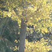 ヒメ日記 2025/11/24 14:04 投稿 藤代まひろ 五十路マダム静岡店（カサブランカG）