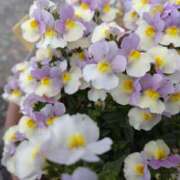 藤代まひろ お礼 五十路マダム静岡店（カサブランカG）