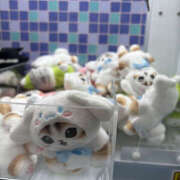 ヒメ日記 2025/03/19 10:51 投稿 あかり Happy Gang(ハッピーギャング)