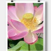 ヒメ日記 2025/07/01 09:52 投稿 沢口　りな 昼下がりの情事