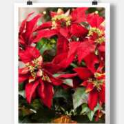 ヒメ日記 2025/12/02 10:21 投稿 沢口　りな 昼下がりの情事