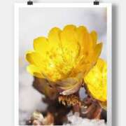 ヒメ日記 2026/02/01 10:12 投稿 沢口　りな 昼下がりの情事