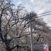 ヒメ日記 2025/04/05 15:31 投稿 今田　ゆめか 昼下がりの情事