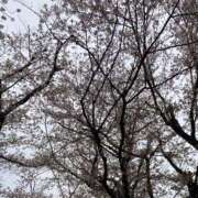 ヒメ日記 2025/04/11 09:35 投稿 今田　ゆめか 昼下がりの情事