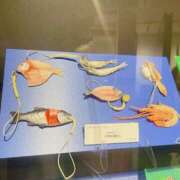 ヒメ日記 2025/05/10 20:06 投稿 なな エディーズ