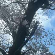 ヒメ日記 2026/03/29 13:15 投稿 満島　ゆめ アロマキュアシス 吉祥寺