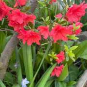 ヒメ日記 2026/04/24 13:13 投稿 満島　ゆめ アロマキュアシス 吉祥寺