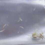 ヒメ日記 2025/03/30 10:38 投稿 れいな フェチクラブ