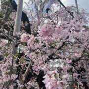 ヒメ日記 2026/04/02 12:52 投稿 ちえみ 立川洗体風俗エステ ココリラ