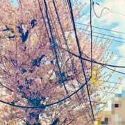 ヒメ日記 2025/04/08 16:05 投稿 めい プリコレ（PRINCESS COLLECTION）