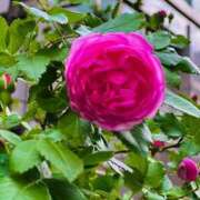 ヒメ日記 2025/05/08 12:18 投稿 めい プリコレ（PRINCESS COLLECTION）