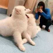 ヒメ日記 2026/01/11 23:33 投稿 新木場なお THE痴漢電車.com