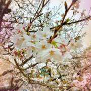 ヒメ日記 2025/04/02 20:02 投稿 柊　ゆうな Amateras～アマテラス～