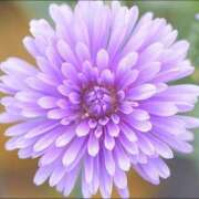 ヒメ日記 2026/01/06 13:25 投稿 こはる 奥様鉄道69 東京店