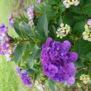 ヒメ日記 2025/06/11 12:36 投稿 夏恋(かれん) あなたの妻