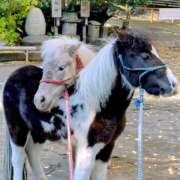 ヒメ日記 2026/01/02 08:21 投稿 夏恋(かれん) あなたの妻