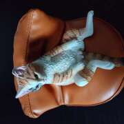 ヒメ日記 2026/01/11 12:38 投稿 夏恋(かれん) あなたの妻