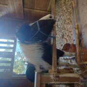 ヒメ日記 2026/01/13 18:25 投稿 夏恋(かれん) あなたの妻