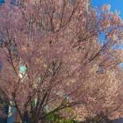 ヒメ日記 2025/04/25 14:53 投稿 あん しろうと娘　本店