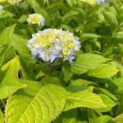 ヒメ日記 2025/06/05 14:53 投稿 あん しろうと娘　本店