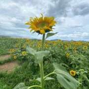 あん 出勤予定です🌸 しろうと娘　本店
