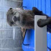 ヒメ日記 2025/08/21 12:00 投稿 こつめ 世界のあんぷり亭 新橋店