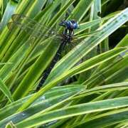 ヒメ日記 2025/07/17 16:54 投稿 安達みすず ギン妻パラダイス 谷九店