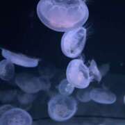 メイ いまなら… 厚木オイルリンパ性感　厚木メンズエステm