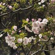 ヒメ日記 2026/03/31 02:22 投稿 みさき エマニエル