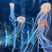 ヒメ日記 2025/04/24 19:42 投稿 せいら 多恋人 新宿店