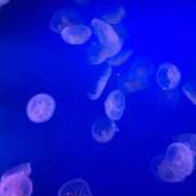 ヒメ日記 2026/03/08 09:58 投稿 みゆき 佐賀人妻デリヘル 「デリ夫人」