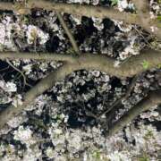 ヒメ日記 2025/04/20 23:56 投稿 ちょこ 川崎ソープ　クリスタル京都南町