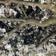 ヒメ日記 2025/05/02 21:16 投稿 ちょこ 川崎ソープ　クリスタル京都南町