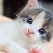 ヒメ日記 2025/05/21 00:01 投稿 ちょこ 川崎ソープ　クリスタル京都南町