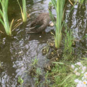 ヒメ日記 2025/05/14 02:12 投稿 ひなこ 奥鉄オクテツ東京店（デリヘル市場）